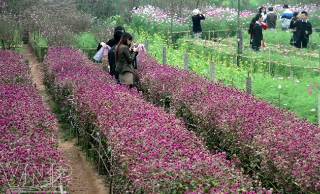 និទាឃរដូវនៅភូមិផ្កា Nhat Tan